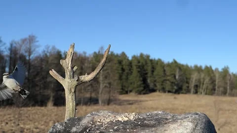 Nuthatch makes a nice landing onto a branch. Video stock 295820255