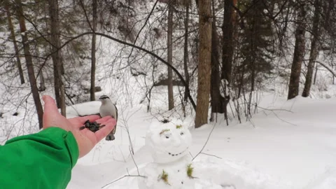 Nuthatch on a man's hand, winter Stock Footage 165939027