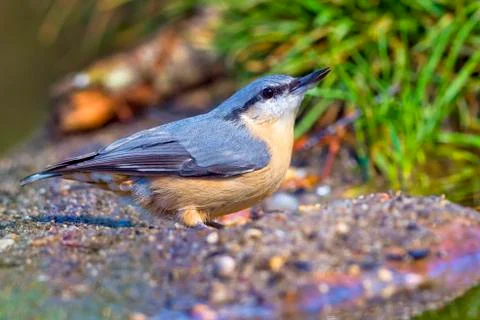 Nuthatch, Mediterranean Forest, Spain Stock Photos