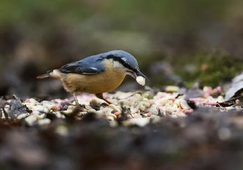 Nuthatch with nut on ground Stock Photos