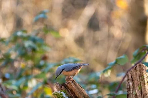 A nuthatch on an old tree stump Stock Photos