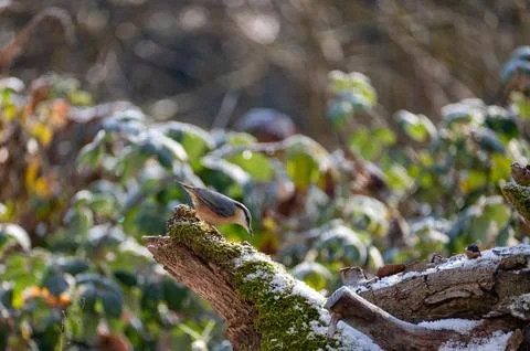 A nuthatch on an old tree stump Stock Photos