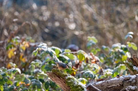 A nuthatch on an old tree stump Stock Photos
