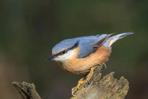 Nuthatch on old tree trunk at forest edge Stock Photos