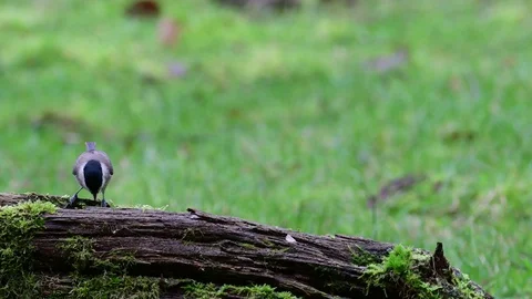 Nuthatch pair and marsh tit search feed on the wood Stock Footage 104274166