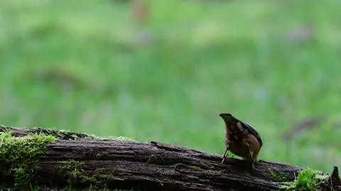 Nuthatch pair searchs feed on the deadwood, winter Stock Footage 137003755
