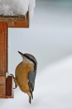 Nuthatch pearching in the bird feeder within winter time. Foto stock