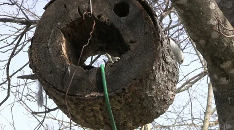 Nuthatch Pecking Bark 動画素材 32419746