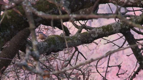 Nuthatch pecks at a branch Stock Footage 207678179