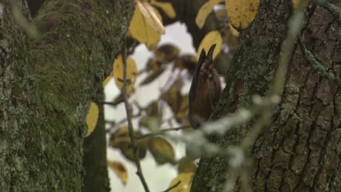 Nuthatch pecks at a tree trunk Stock Footage 207677010