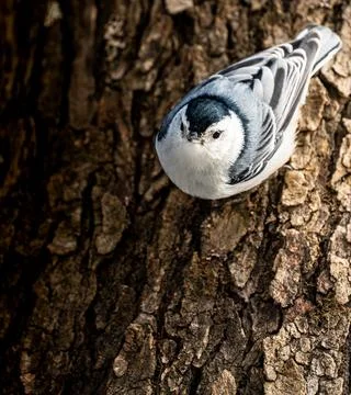 Nuthatch perched still head-down. Stock Photos