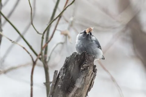 Nuthatch perched on a tree Foto stock