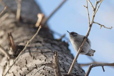 Nuthatch perched on a tree 스톡 사진