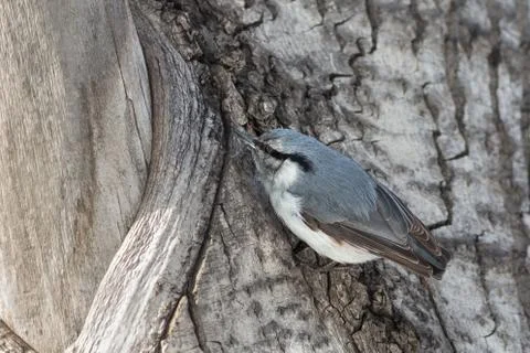 Nuthatch perched on a tree Stock-Fotos