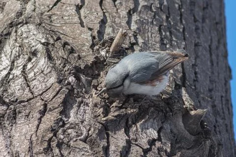 Nuthatch perched on a tree 스톡 사진