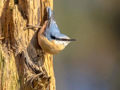 Nuthatch perched on tree trunk in forest Stock Photos