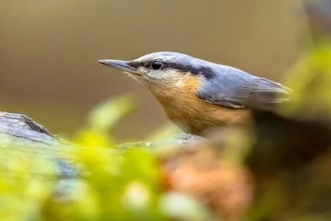 Nuthatch perched on tree trunk in forest Stock Photos