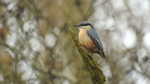Nuthatch. Perches in tree &amp; calls (Sitta europaea) Stock Footage 128246074