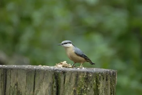 Nuthatch Stock Photos