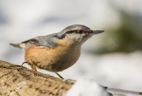 Nuthatch Stock Photos