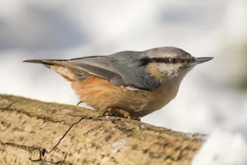 Nuthatch Stock Photos
