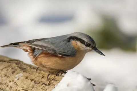 Nuthatch Stock Photos