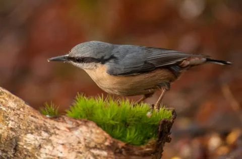 Nuthatch Stock-Fotos