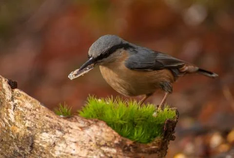 Nuthatch Stock Photos