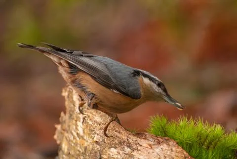 Nuthatch Stock Photos