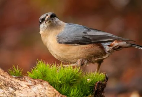 Nuthatch Stock Photos