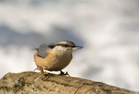 Nuthatch Stock Photos