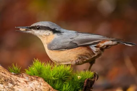 Nuthatch Stock Photos