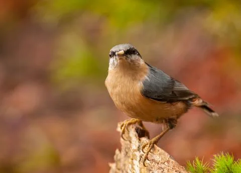 Nuthatch Stock Photos
