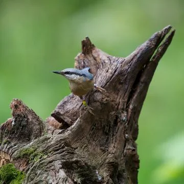 Nuthatch 스톡 사진