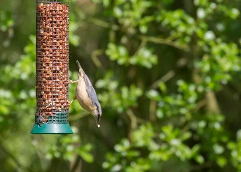 Nuthatch Stock Photos