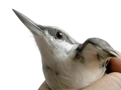 Nuthatch Stock Photos