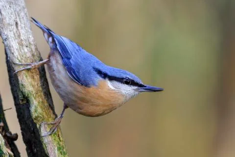 Nuthatch Stock Photos
