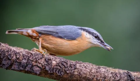 Nuthatch Stock Photos