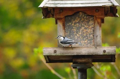 Nuthatch Stock Photos