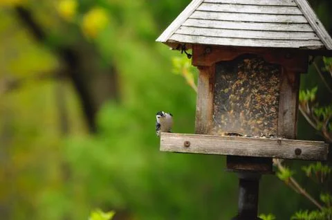 Nuthatch Fotos de archivo