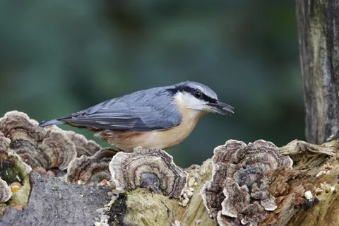Nuthatch Stock Photos