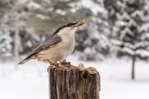 The Nuthatch Fotos de archivo