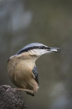 Nuthatch Stock-Fotos
