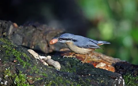 Nuthatch Stock Photos
