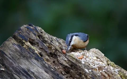 Nuthatch Stock Photos