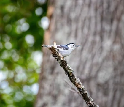 Nuthatch Stock Photos