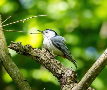 Nuthatch Stockfoto's