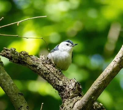 Nuthatch Stock Photos