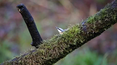 Nuthatch Stock Photos