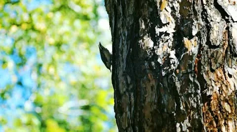 Nuthatch on a pine tree Stock Footage 12423076